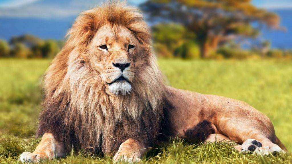 Приключения в Африке: сафари в Кении и отдых на острове Занзибар